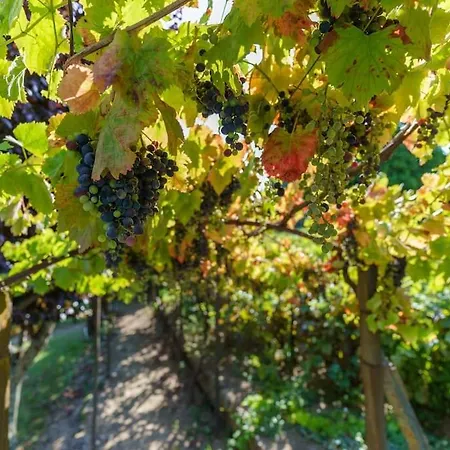 Casa de Férias Quinta De Franca - Douro