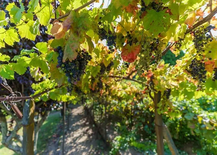 펜션 Quinta De Franca - Douro